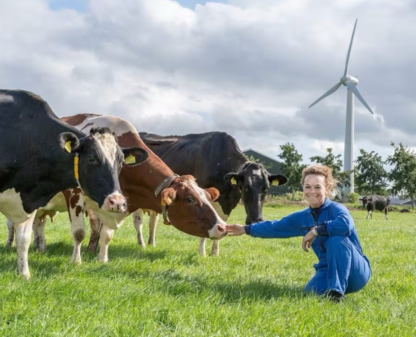 Koeien Sfeervolle Bed and Breakfast te midden van het idyllische boerenleven, met grazende koeien in de omgeving